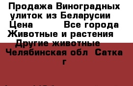 Продажа Виноградных улиток из Беларусии › Цена ­ 250 - Все города Животные и растения » Другие животные   . Челябинская обл.,Сатка г.